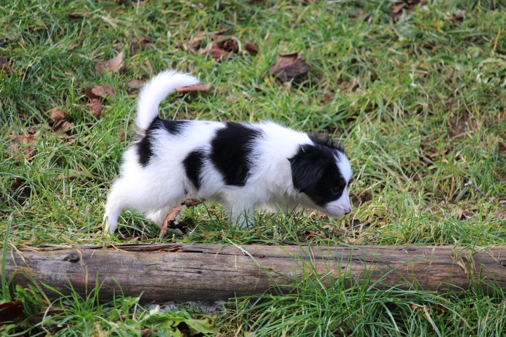 De L'Ombre Du Verger De Mync - Chiot disponible  - Epagneul nain Continental (Phalène)