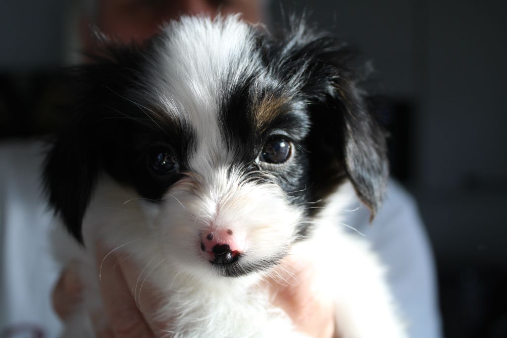 De L'Ombre Du Verger De Mync - Chiot disponible  - Epagneul nain Continental (Phalène)