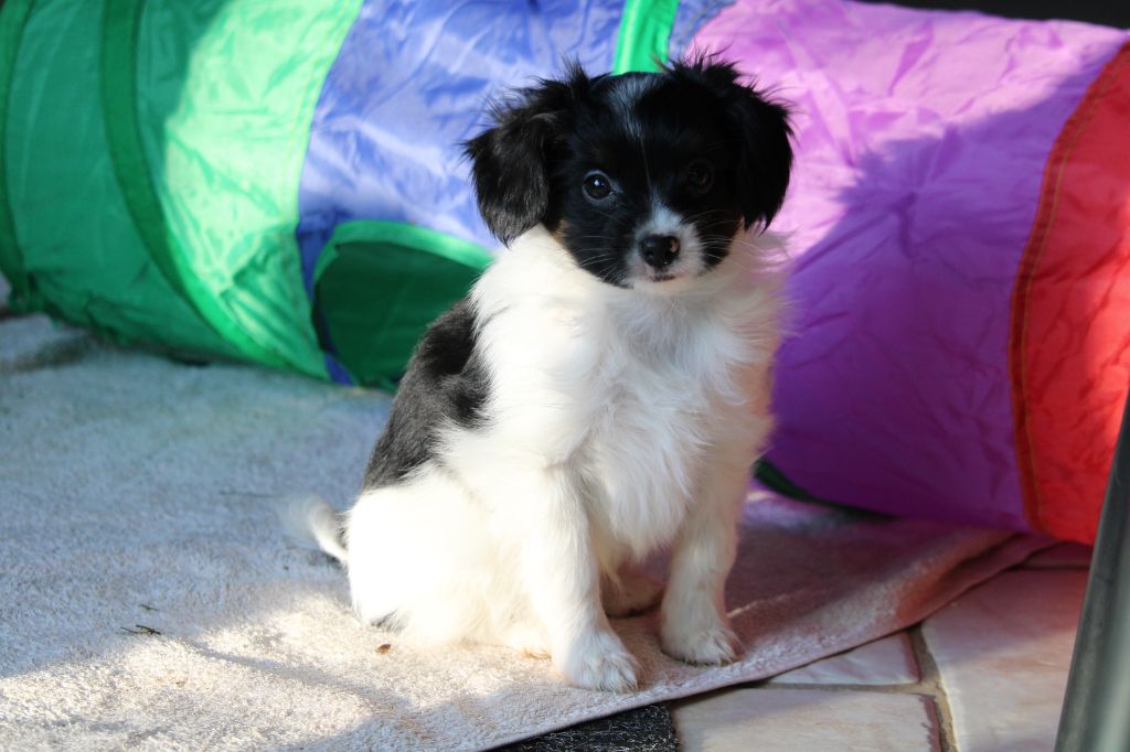 De L'Ombre Du Verger De Mync - Chiot disponible  - Epagneul nain Continental (Phalène)